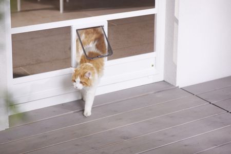 Katze.jpg